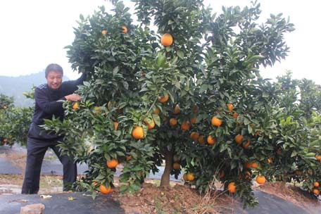 Уродливый Апельсин 6