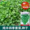 Four Seasons Coriander Seeds Farm Vegetables Potted Fiber Fiber Fiber Soft and Fragrant Crispy Crispy Vegetable Seeds