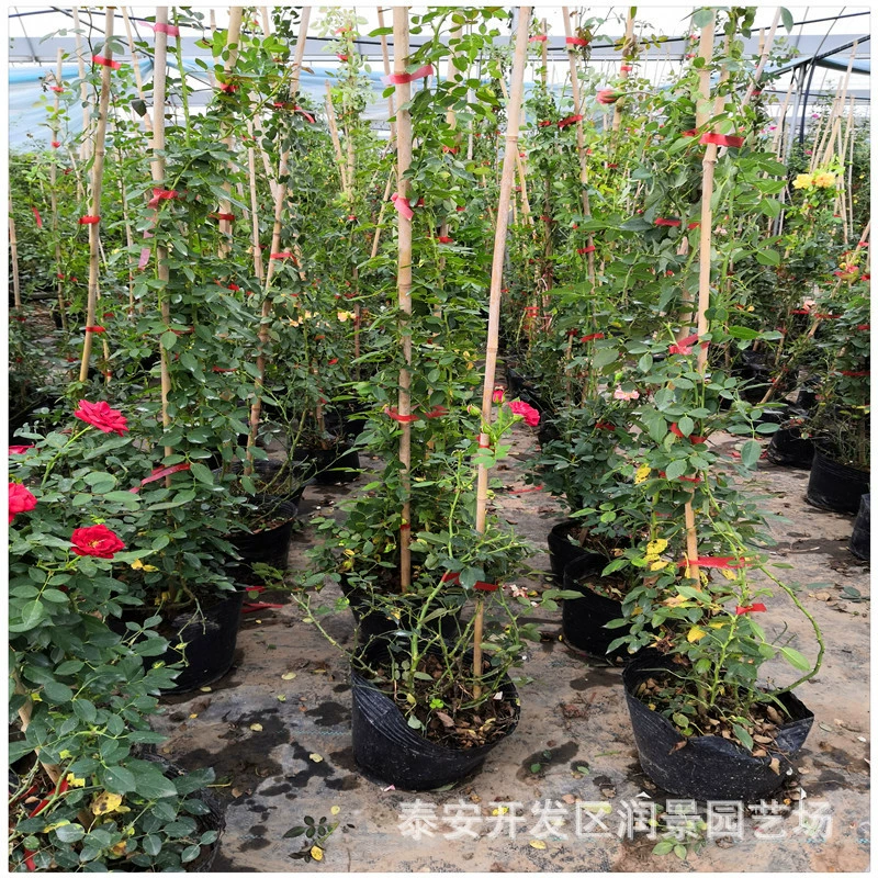 Саженцы розы цена поставки высота 1 метр 1,5 метра 2 метра саженцы роз в горшках