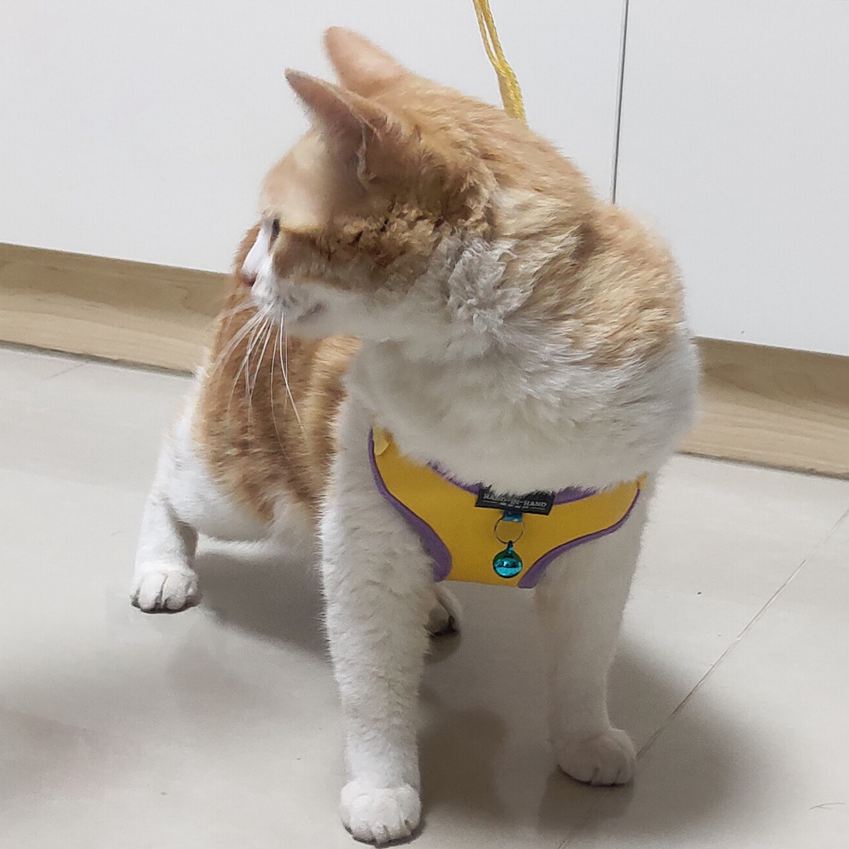 pet products harness vest mesh