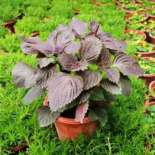 紫蘇苗圖片 海量高清紫蘇苗圖片大全 阿里巴巴