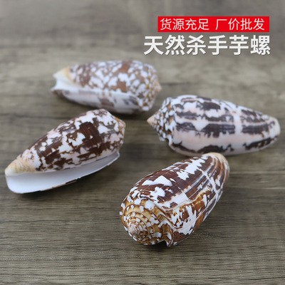 natural Conch shell killer Conus fish tank Landscaping decorate Decoration shot prop diy technology specimen wholesale