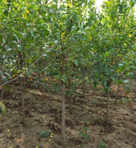 智贝主图_3新品种特大石榴树苗黑珍珠石榴苗盆栽地栽全国种植