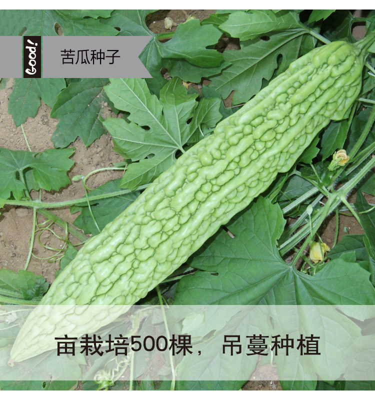 绿箭苦瓜03-4