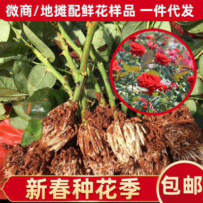 Base supply wholesale Four Seasons Rose Chinese rose Seedlings All kinds of Fresh Cut Flowers rose Seedlings
