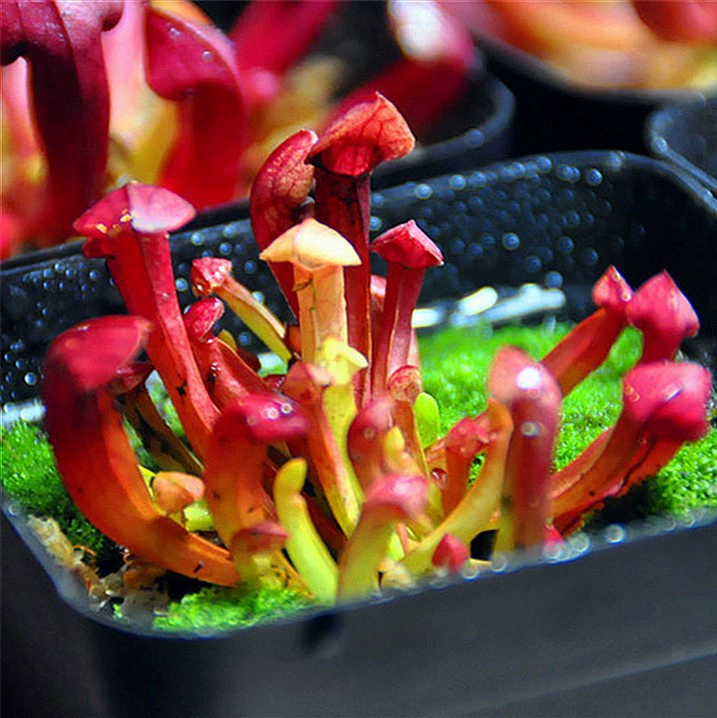 Charlson бутылочка насекомоядное растение репеллент от комаров рассада мухоловка в горшках мухоловка Nepenthes оптом