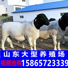 改良杜泊綿羊出售下崽多的羊是哪個品種杜寒雜交羊澳洲白薩福克
