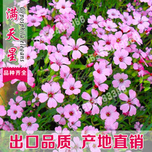 满天星花种子 满天星花种子品牌 图片 价格 满天星花种子批发 阿里巴巴