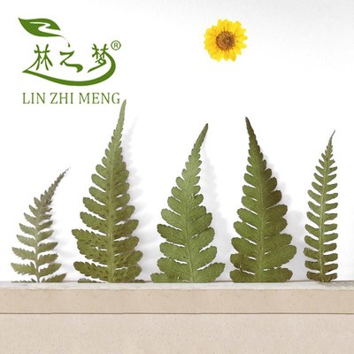 廣豆葉植物標本幹花押花畫手工賀卡裝飾材料田園環保創意禮品批發