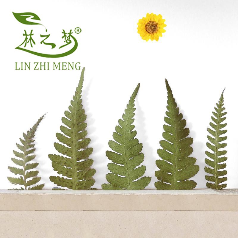 廣豆葉植物標本幹花押花畫手工賀卡裝飾材料田園環保創意禮品批發