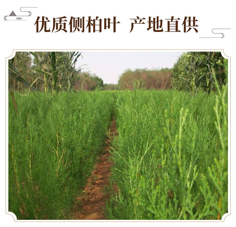 Dried Platycladus Leaf Powder Ce Bai Ye 侧柏叶 Fine Herbal Powder 500g key features