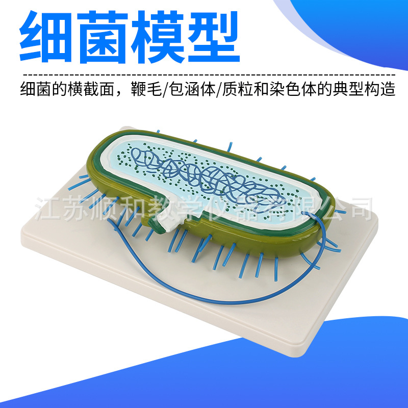 细菌模型 细胞核模型 染色体模型 生物教学模型