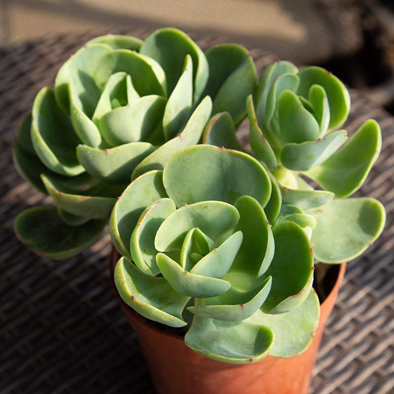 多头鸡蛋碧桃15