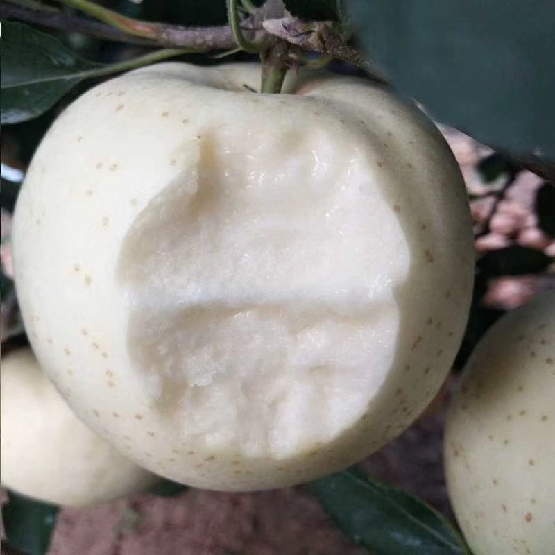 【韵达快递】辽宁白苹果套袋王林苹果脆甜多汁4.5-5斤大果 中果|ms