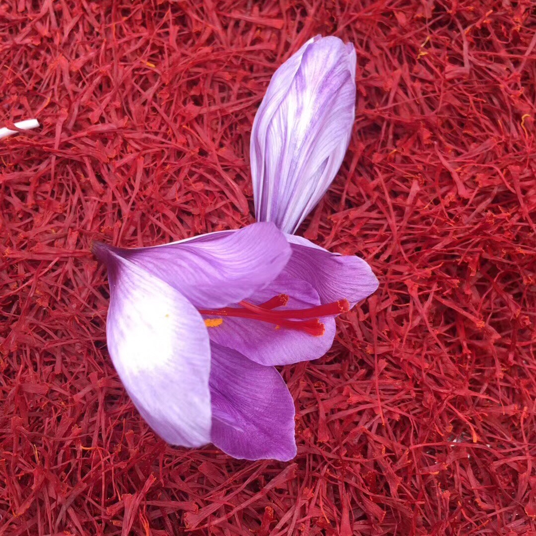 Primary sources saffron Filament Saffron saffron tradition Tonic wholesale