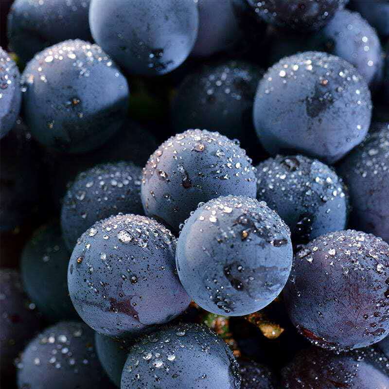 雲南夏黑葡萄陸運 新鮮水果無籽葡萄 黑提1斤2斤3斤4斤包郵包售後
