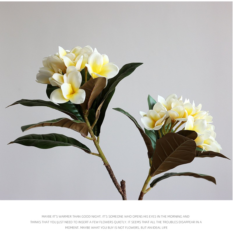 Plumeria2.jpg