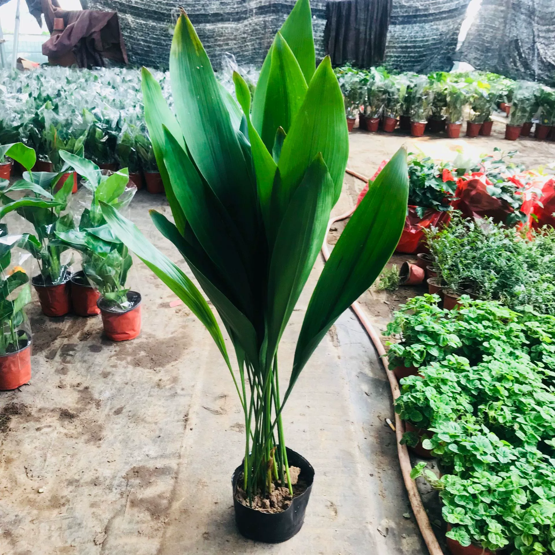 Продажа теплиц мясистые горшечные растения комнатные зеленые растения цветы однолистная Орхидея вечнозеленая все сезоны холодные и засухоустойчивые Зеленые растения для гостиной