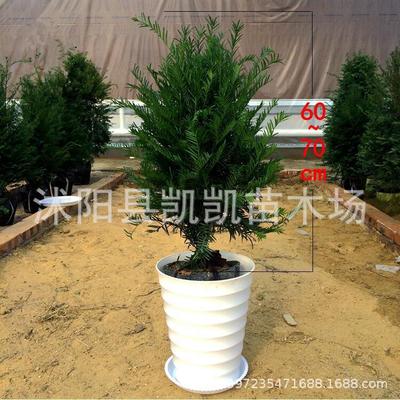 Orthodox school Taxus chinensis Sapling Mandiya indoor bonsai Potted plant Green plant atmosphere purify formaldehyde Cold-resistant