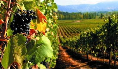 Yoknigor Manor Dockeni Nurvale (Merlot)