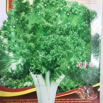 真好吃绿绒菜种子】四季播春不老菜籽花叶苔菜菜园菜籽蔬菜种子|ms