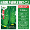 Huayu Tangshan Autumn Gourd Seed Seeds Manufacturer wholesale Cuisha Garden Fruit Cucumber Cucumber Autumn Cucumber Cucumber Cucumber Seeds Spring and Autumn Seed