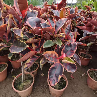 基地直供 植物花卉绿植盆栽 居家绿植 棒棒糖红关公1.3-1.4米左右|ms