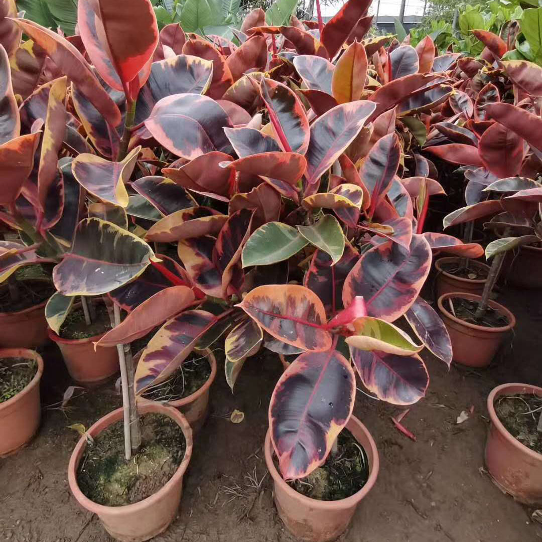 基地直供 植物花卉绿植盆栽 居家绿植 棒棒糖红关公1.3-1.4米左右|ms