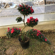 �����������������Ϸ����������ļ����N�����Ի��ػ������l�Ј�