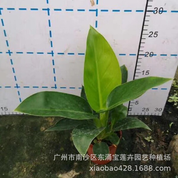 Base Wholesale Office 90# Green Princess Gold Diamond Philodendron…