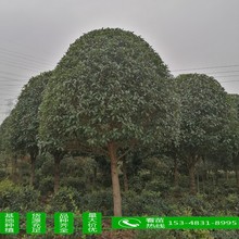 苗圃直供 12公分精品桂花树 景观桂花树 大量供应 桂花树 桂花苗