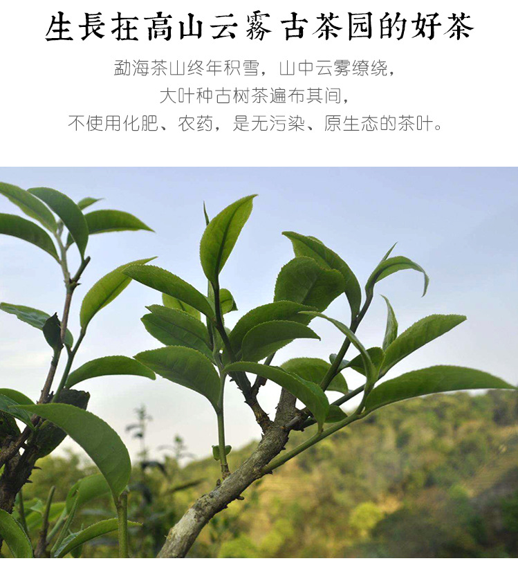 勐海七子饼茶_07.jpg