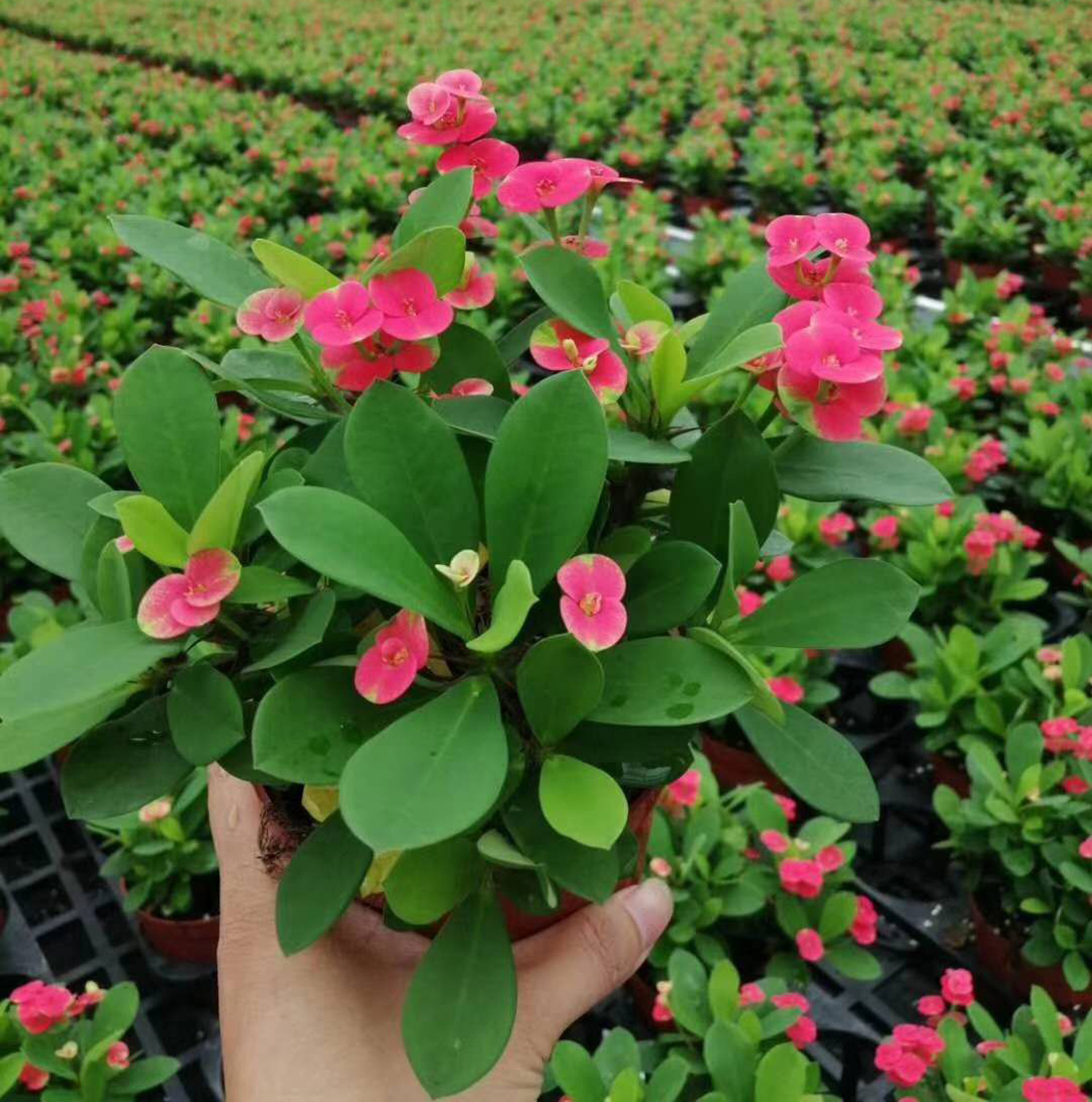 【基地直供】居家花卉绿植盆栽 净化空气盆栽花卉植物 110铁海棠