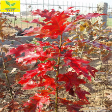 春熙农业供应1公分 2公分 3公分娜塔莉红橡苗 彩叶树种北美红橡苗