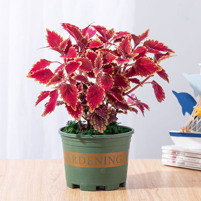 彩葉草盆栽四季紅葉陽台庭院綠化植物基地直銷四季開花喜陰植物