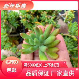 八千代多肉 八千代多肉品牌 图片 排行榜 阿里巴巴