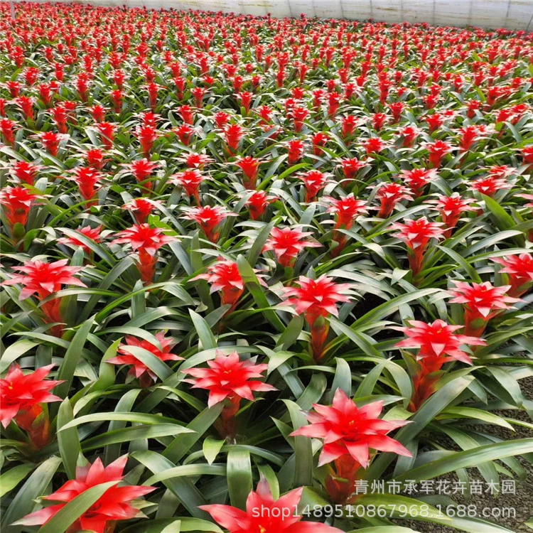 Ананас плоская голова красный Шаньдун Цинчжоу поставляем большое количество цветов ананаса в горшках