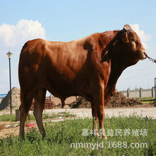肉牛崽多少钱一头 小牛犊多少钱一斤 鲁西黄牛的价格 种牛出售