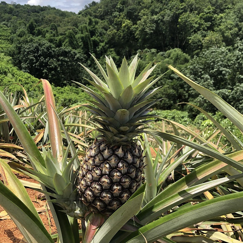 Hainan Sweet pineapple Kingpro No digging No salt water 5 pounds