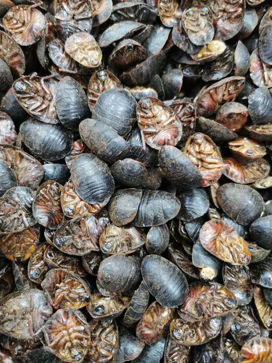 Dried Ground Beetle Tu Bie Chong Whole Insect Traditional Chinese Herb 1 Jin 500g Bulk Pack specifications