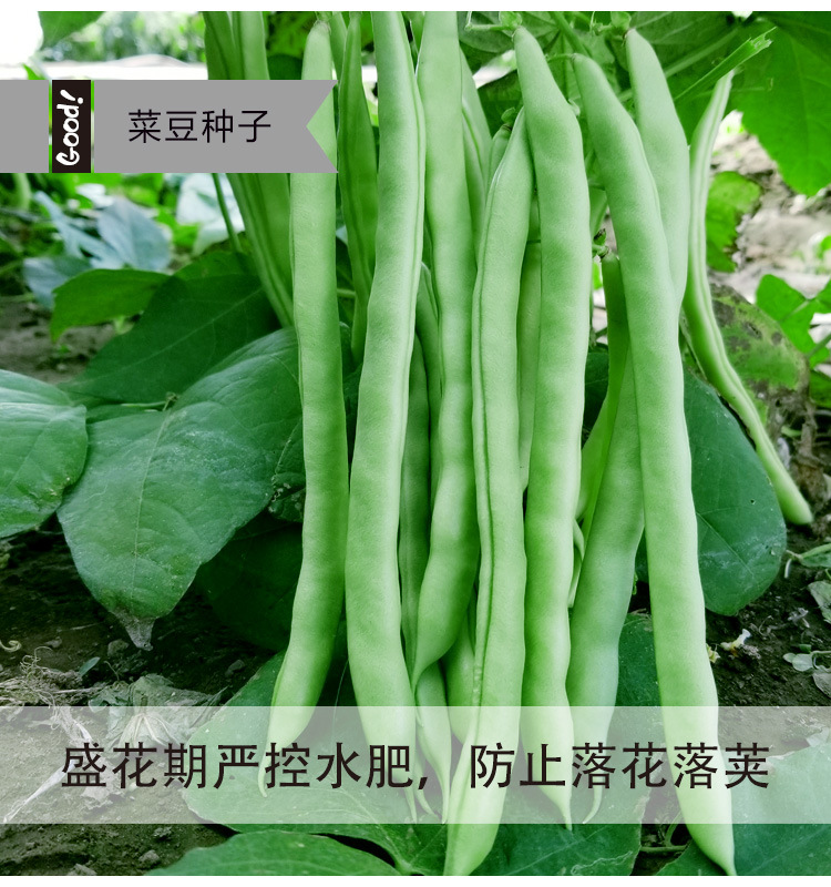 翡翠超嫩架豆03-5