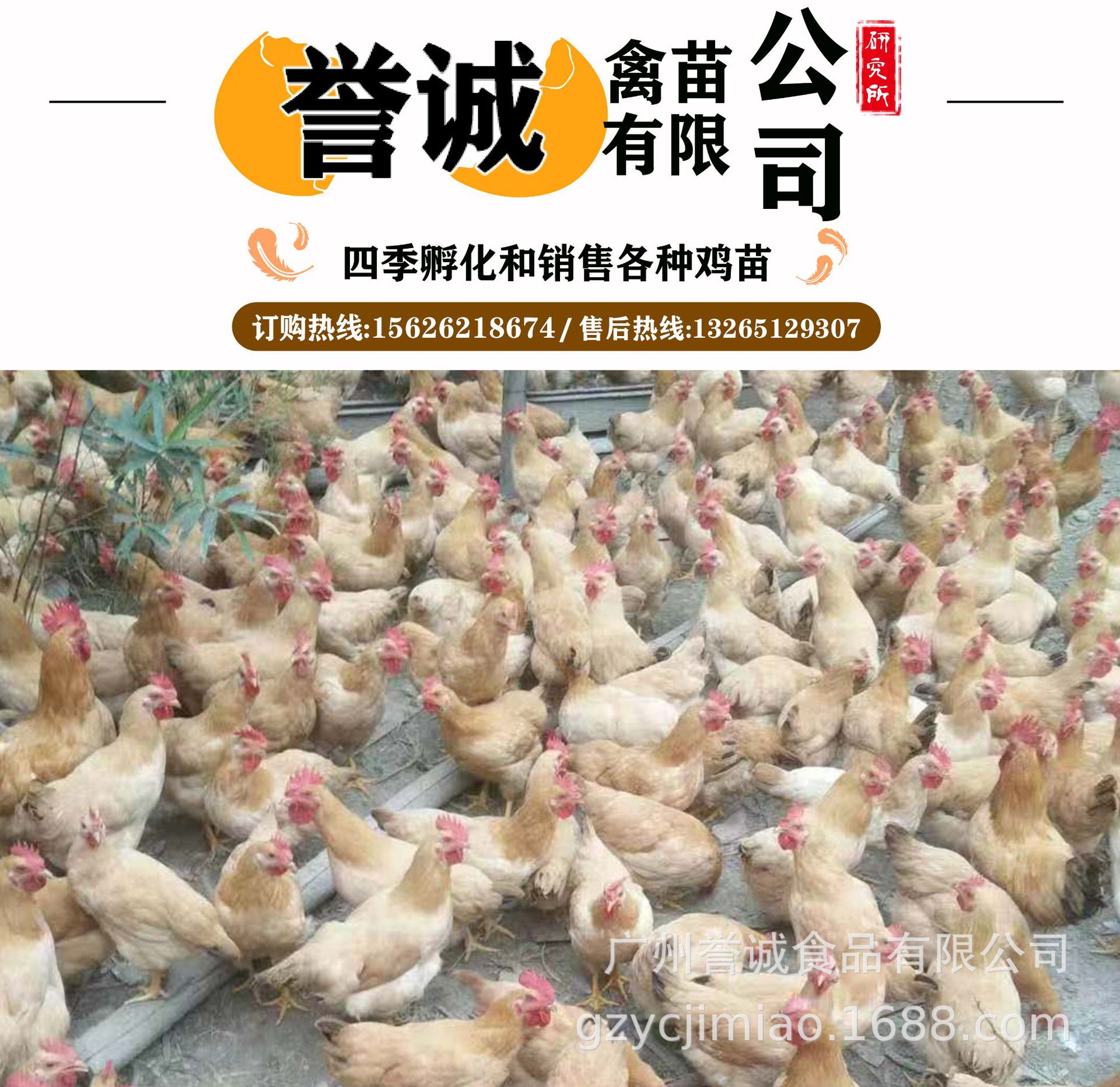 [Wholesale chicks]Guangzhou Chicks wholesale Chicken seedling Hen whole country Deliver goods Quality Assurance Vaccine