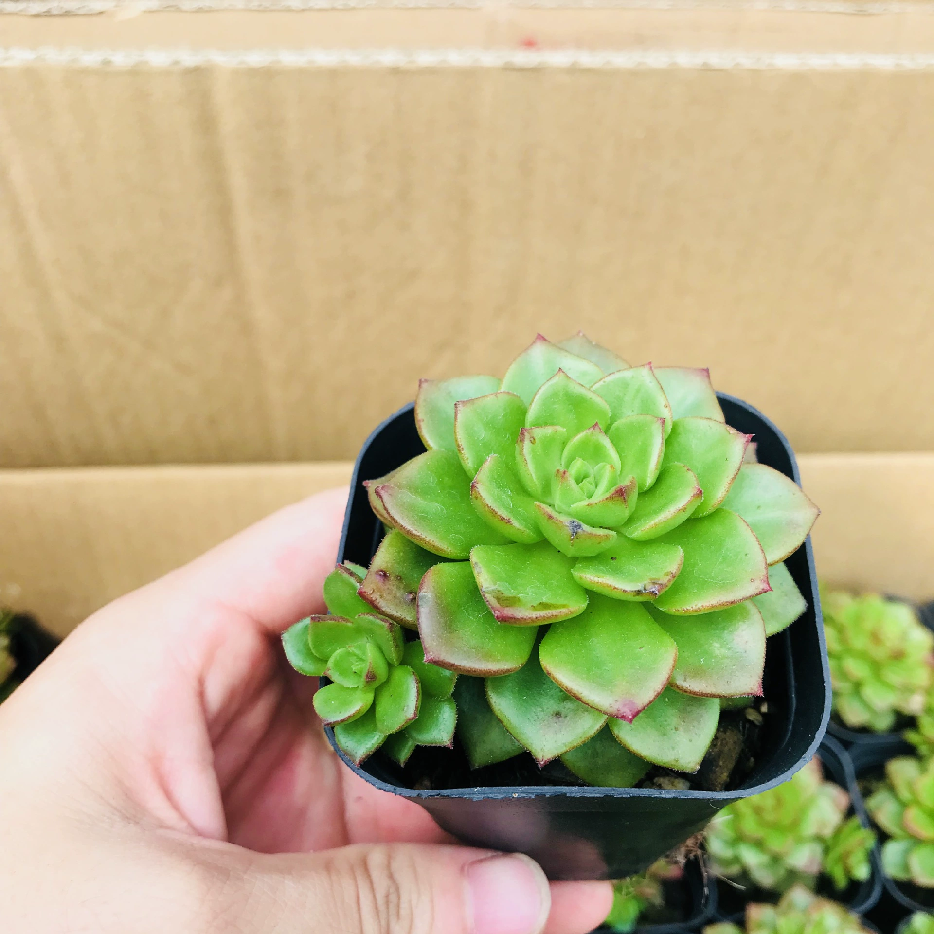 Оптовая торговля Теплицей и продажа суккулентов в помещении офисный Рабочий стол легко выращивать и жить Тия Мэн весело сочные горшечные растения