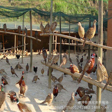 供應七彩山雞 脫溫山雞苗養殖 野雞種蛋批發 孵化養殖一體化