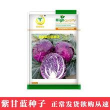 鳳鳴雅世 紫越紫甘藍種子10克四季農家蔬菜種子菜種籽種孑批發
