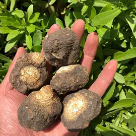 其他滋补;其他药食同源;参类滋补品