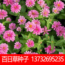 格桑花种子 格桑花种子品牌 图片 价格 格桑花种子批发 阿里巴巴