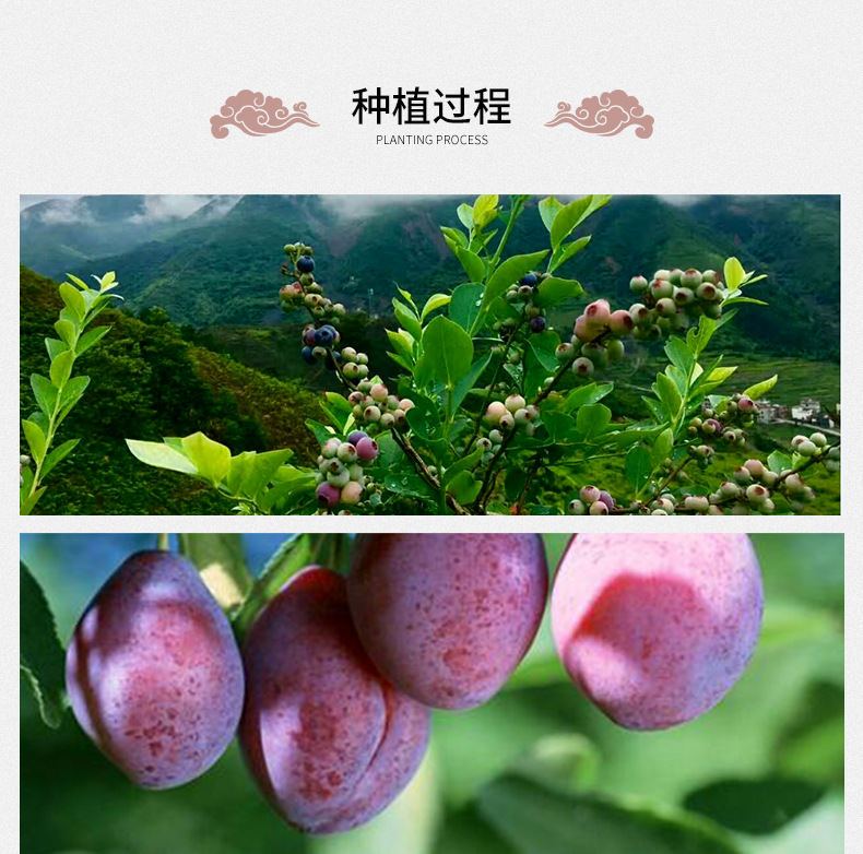Dried Dark Plum Wu Mei 500g Sun-Dried Smoked Plum for Sour Plum Drink and Herbal Decoction preparation