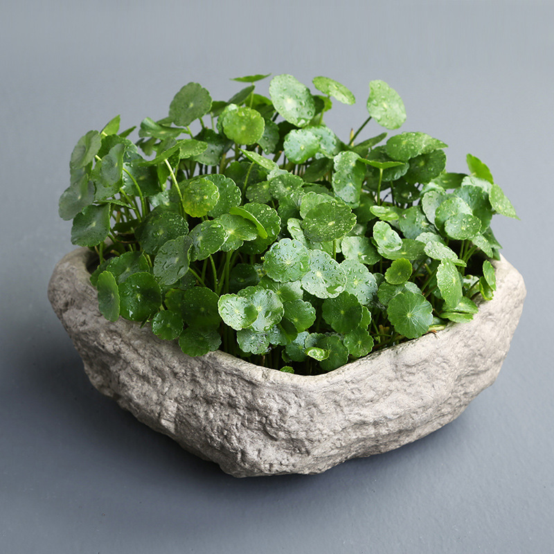 铜钱草花盆水仙盆睡莲碗莲无孔金钱陶瓷清仓水养水培多肉大号新