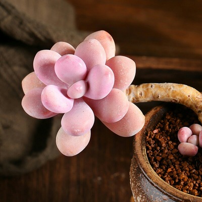 桃蛋造型老樁懸崖樁別致好看可愛紅色圓肥萌物多肉植物盆栽綠植花